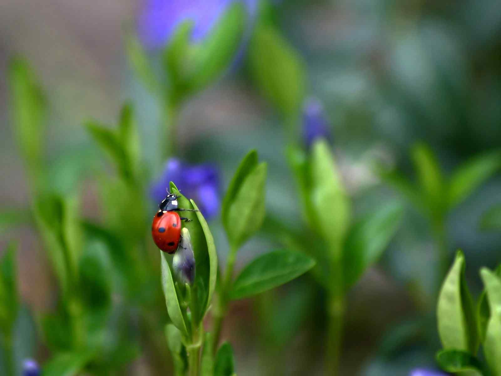 绿叶瓢虫特写壁纸