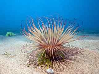 海洋生物特写壁纸