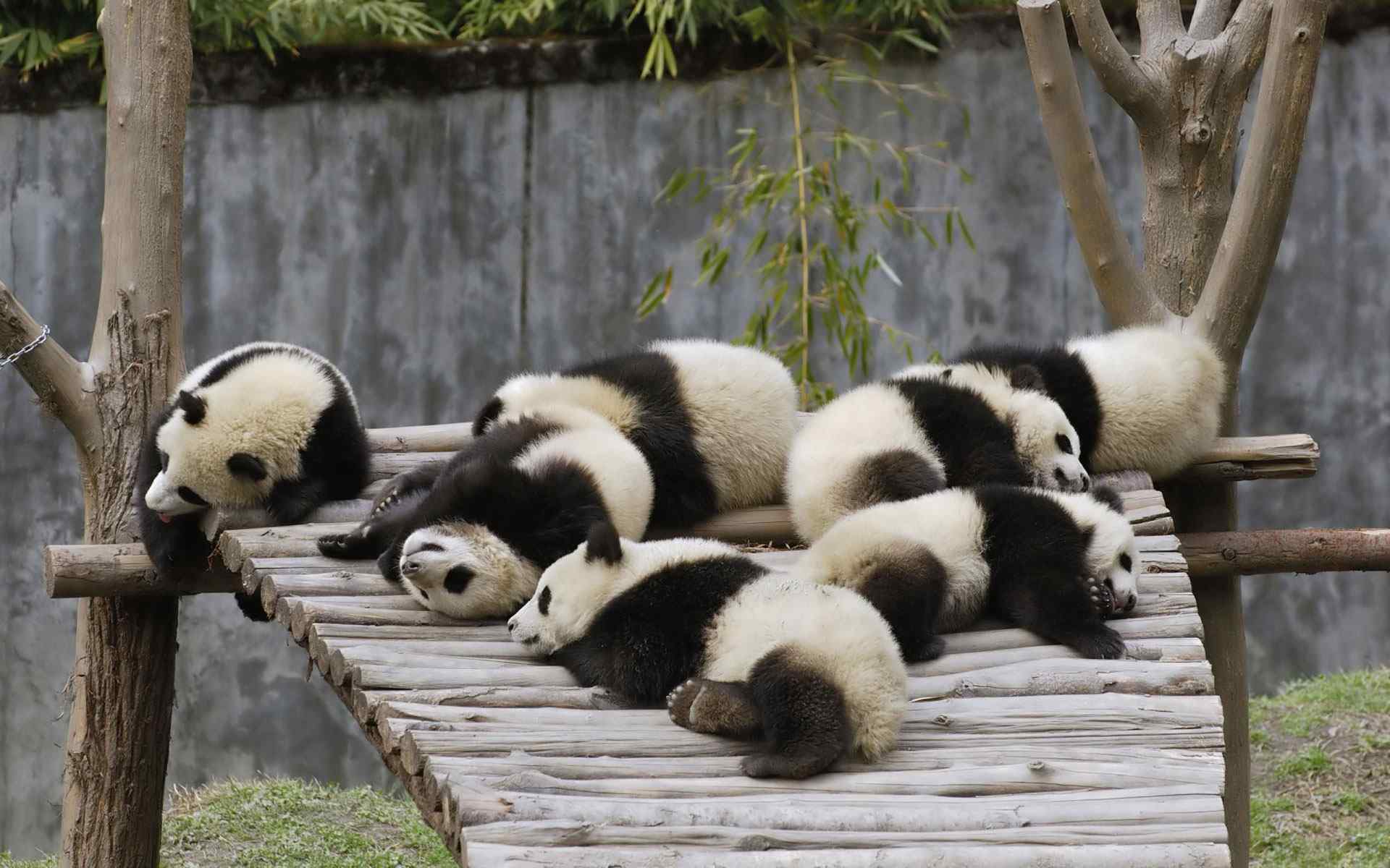 可爱熊猫摄影壁纸