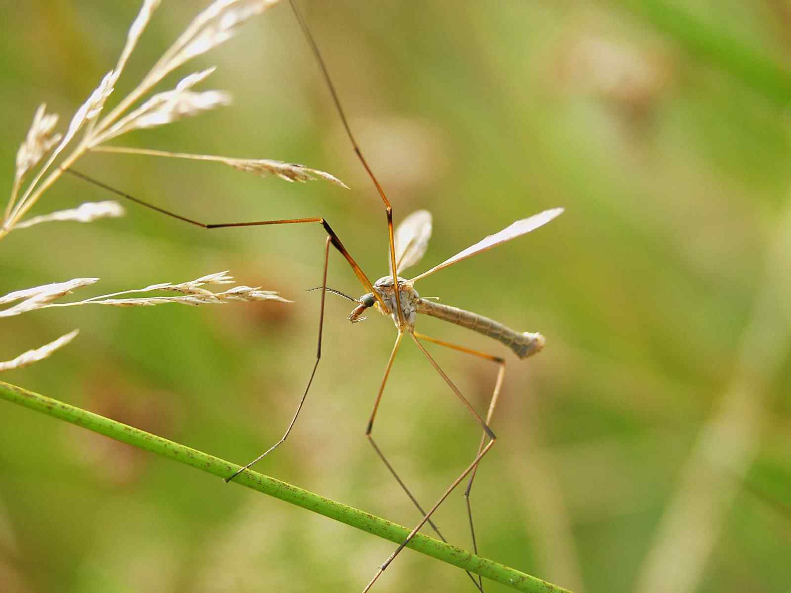 蝗虫特写壁纸