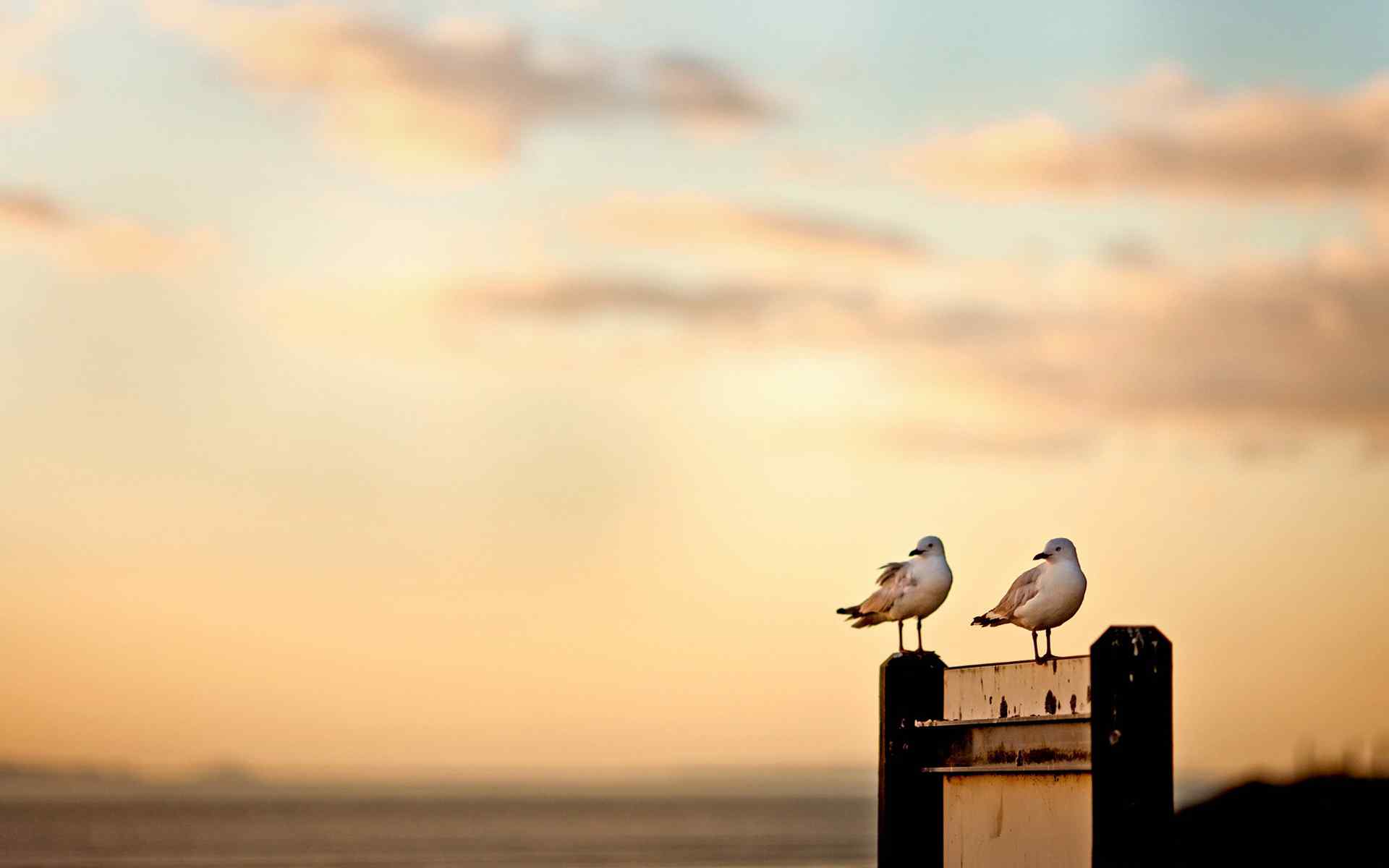 夕阳海鸥摄影壁纸