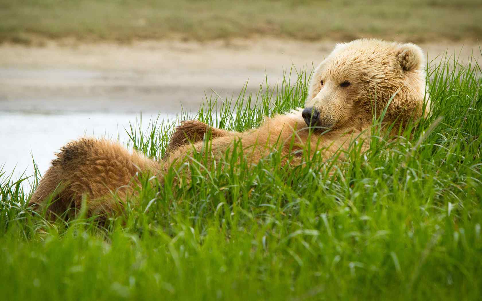 草地狗熊摄影壁纸