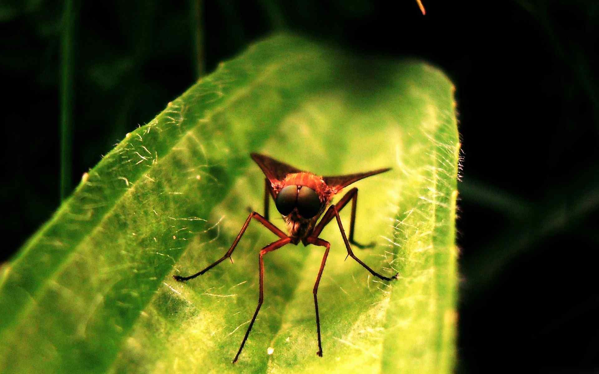 绿叶昆虫摄影壁纸