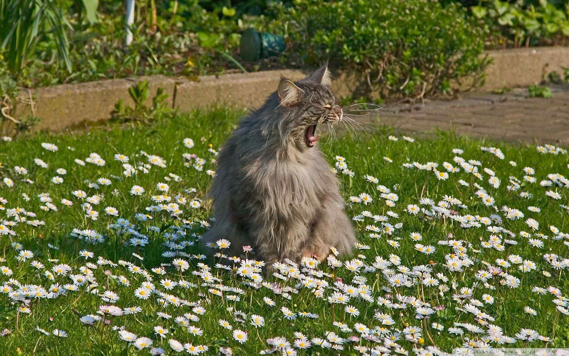 愤怒的猫咪壁纸