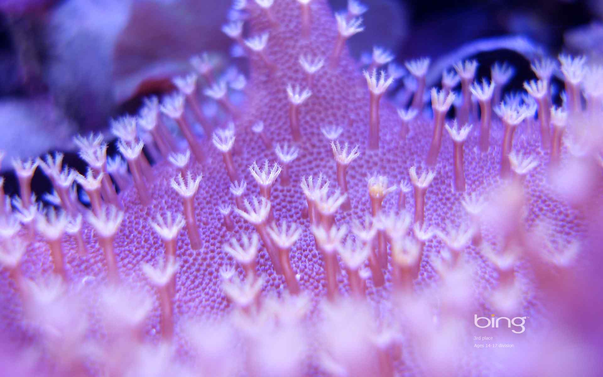 海洋生物特写壁纸