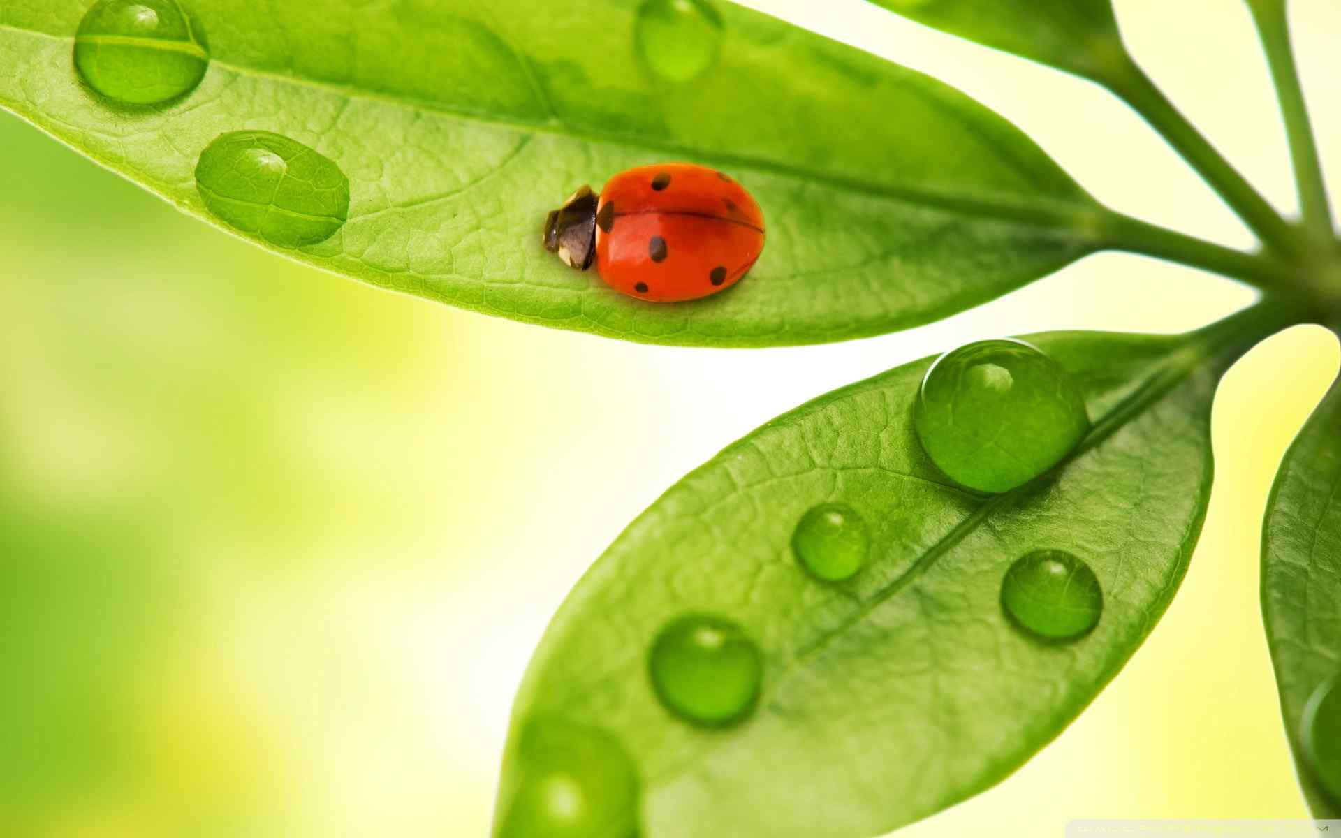 高清七星瓢虫壁纸