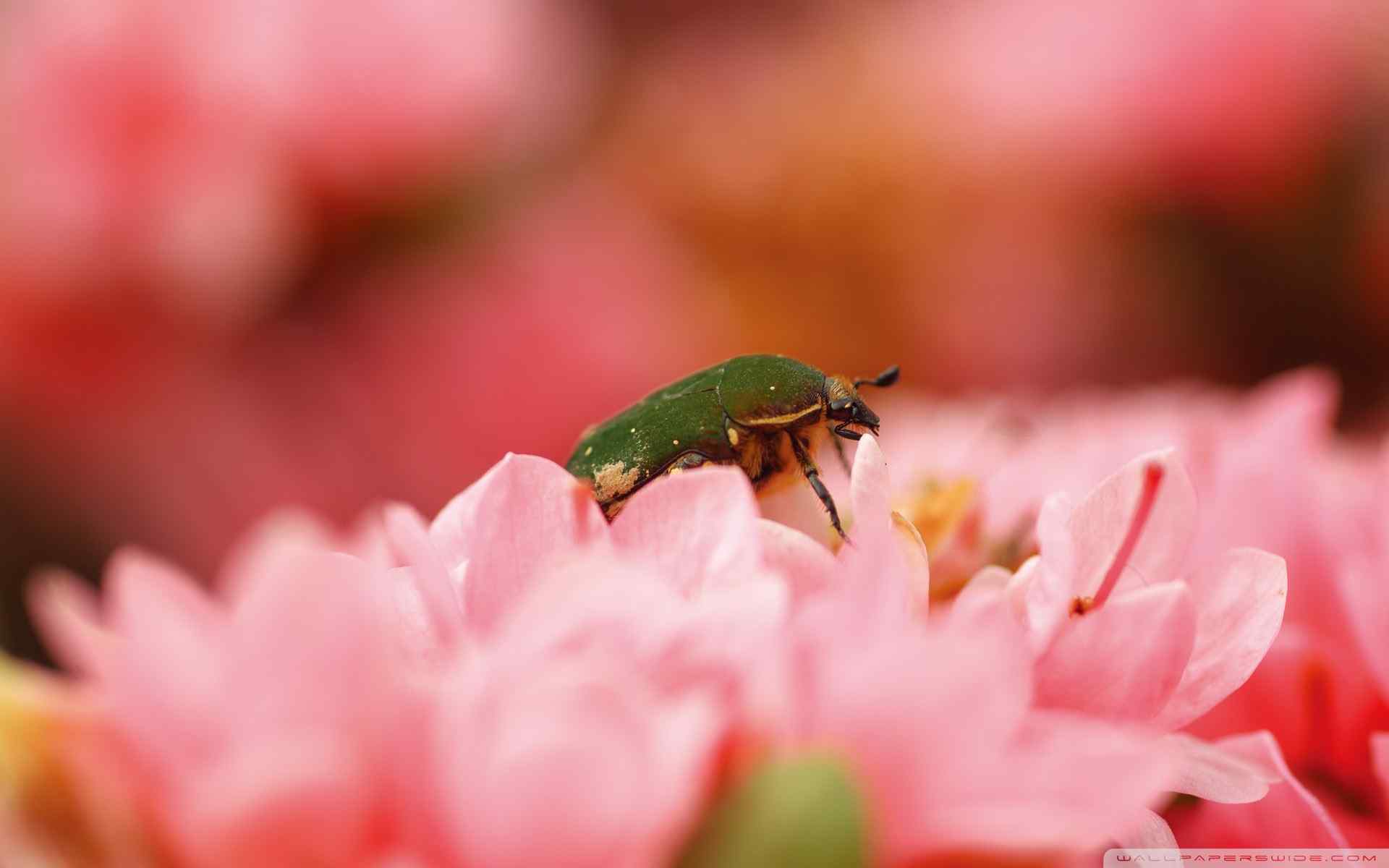 蜂恋花摄影壁纸