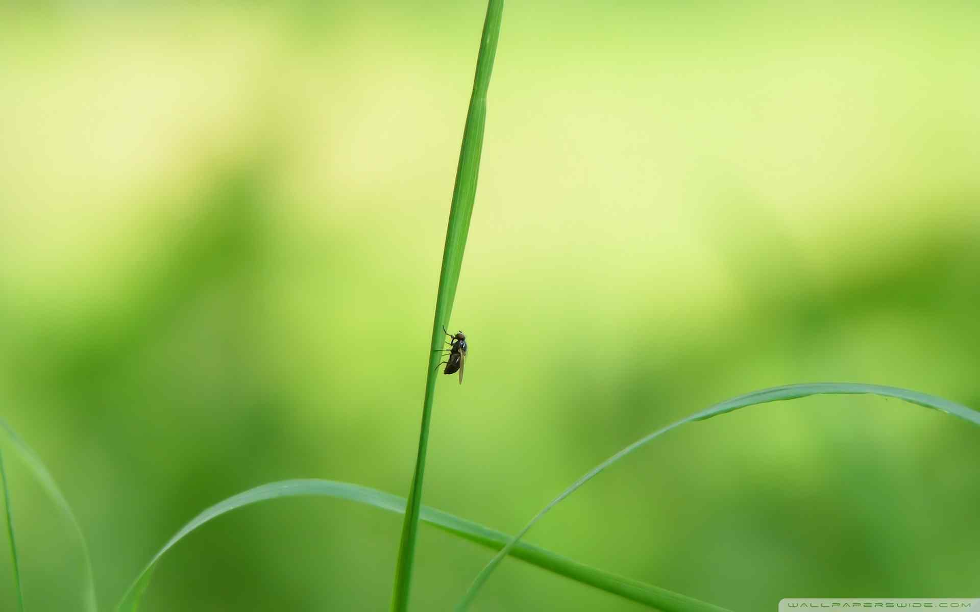 高清昆虫壁纸