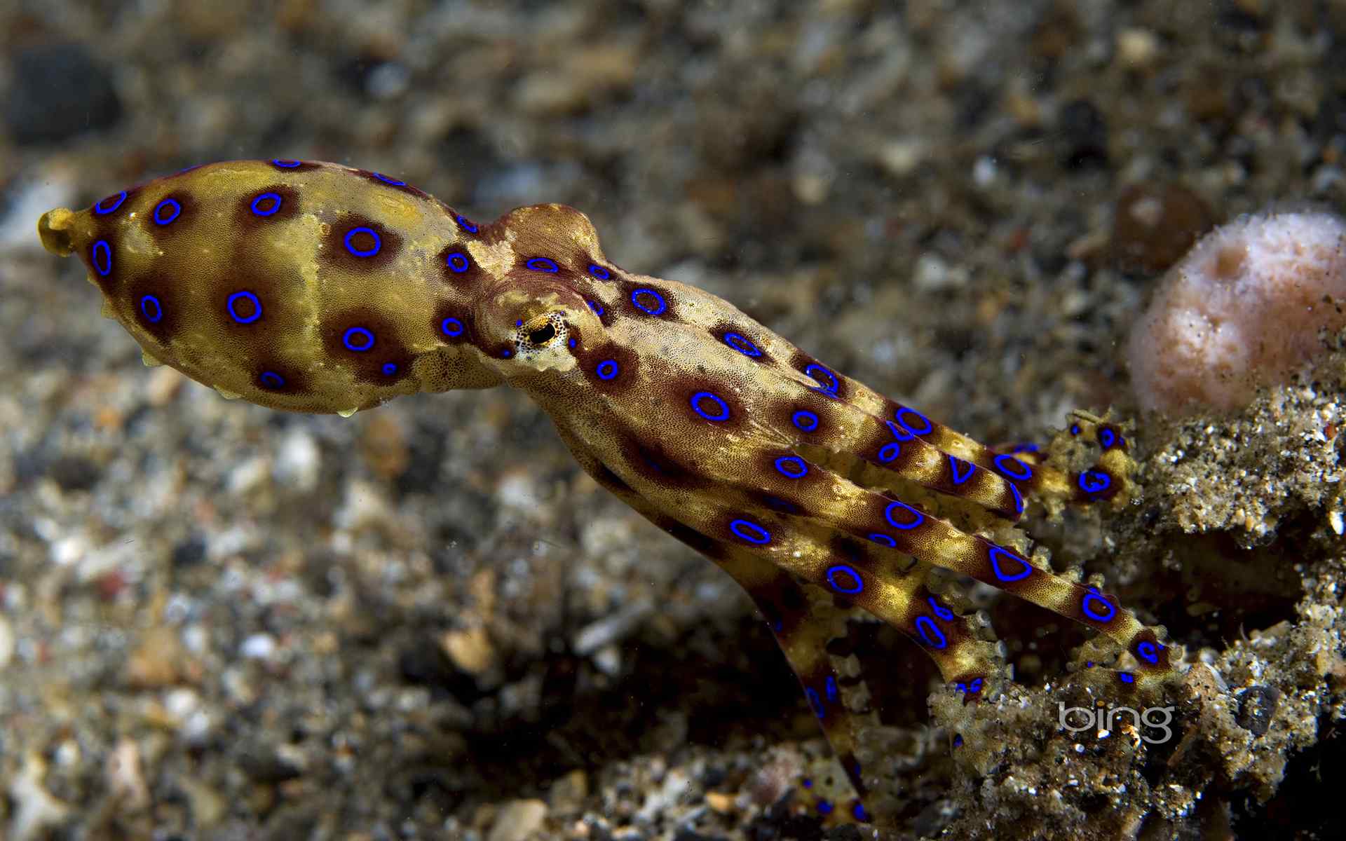 海洋生物摄影壁纸