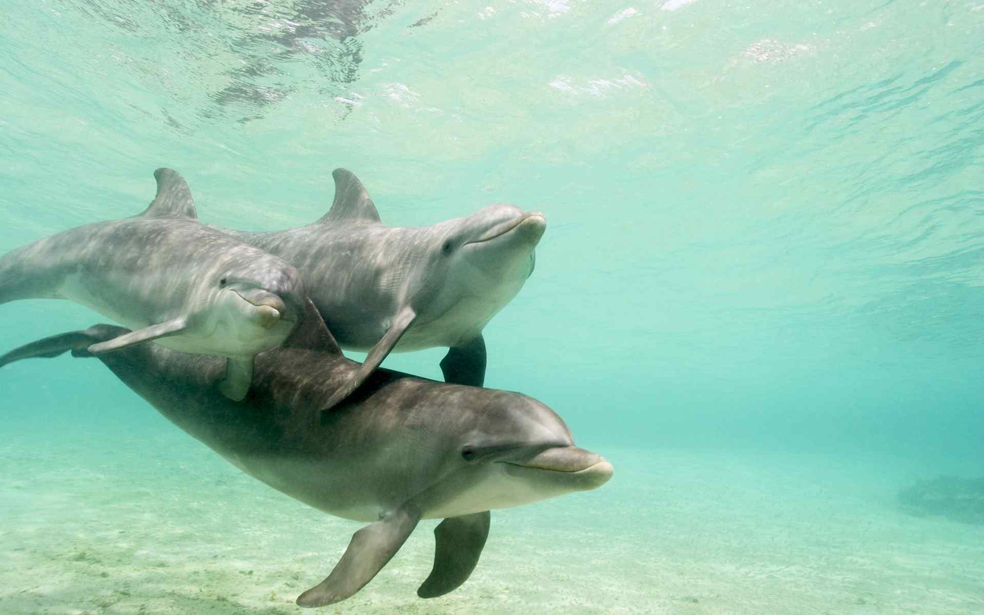 海豚摄影壁纸