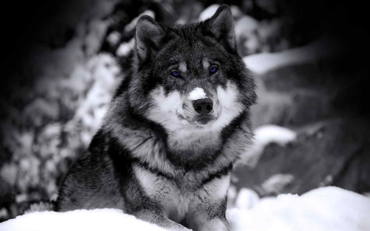 雪地狼摄影壁纸