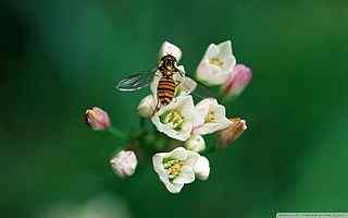 蜜蜂与花朵壁纸