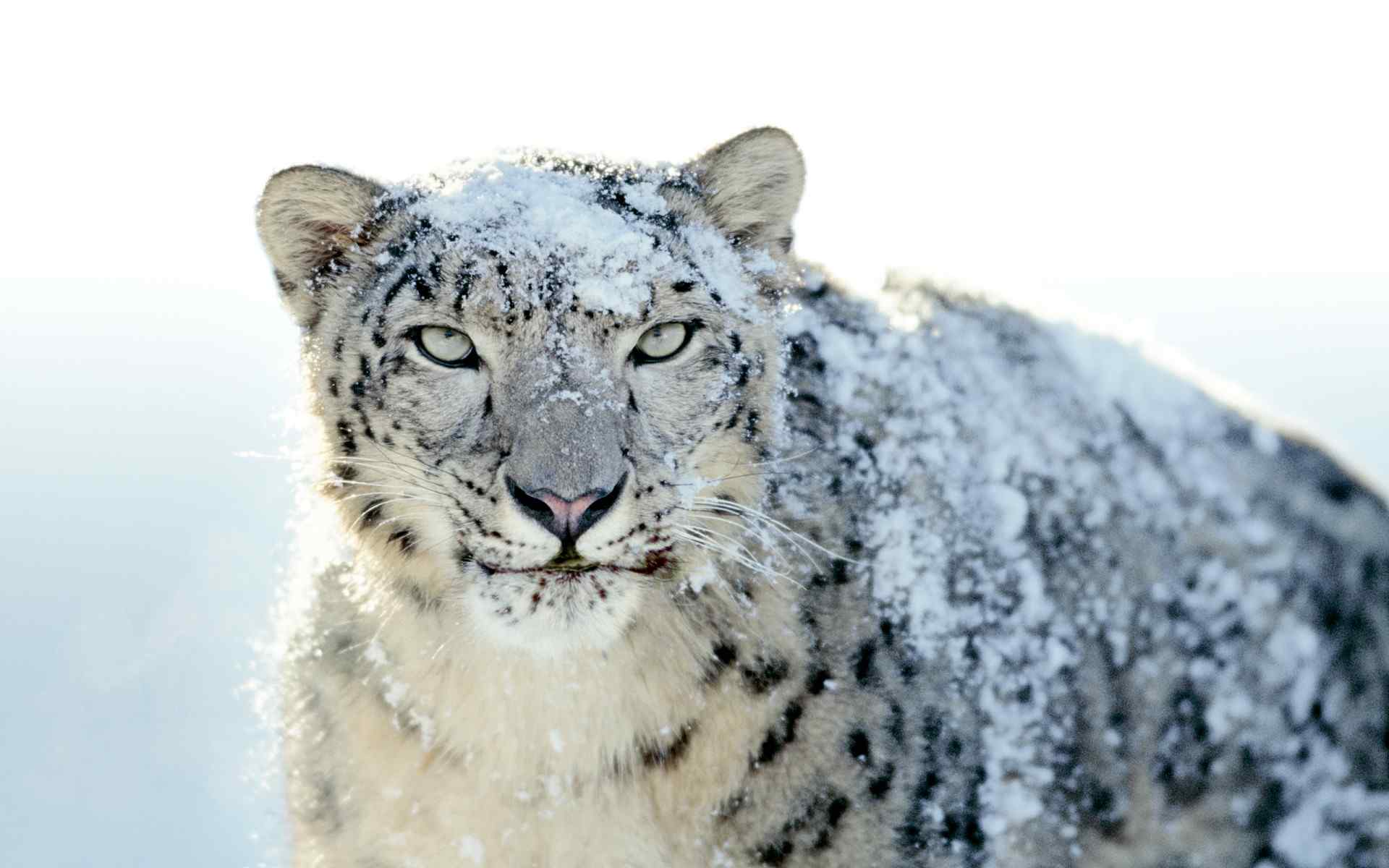 雪地老虎壁纸