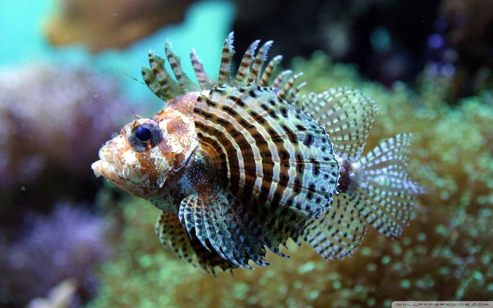 高清海洋生物摄影壁纸