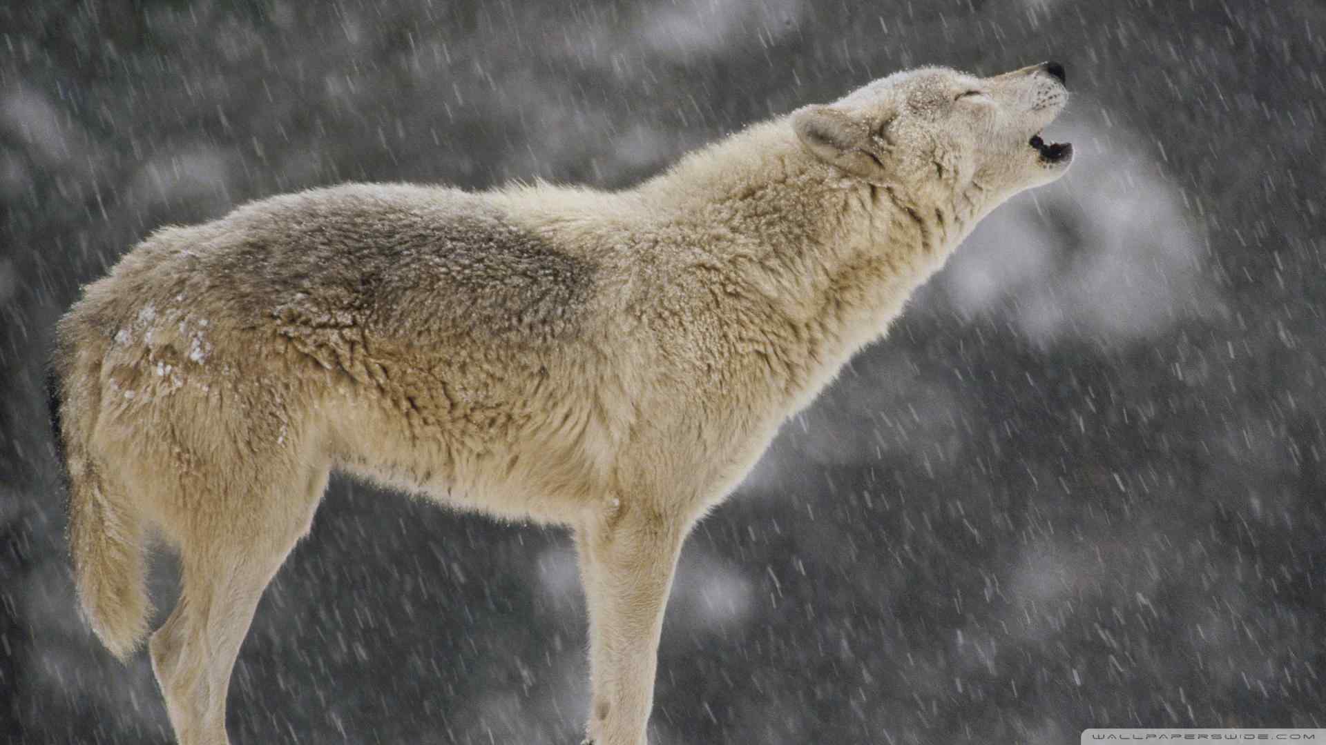 雪中狼桌面壁纸