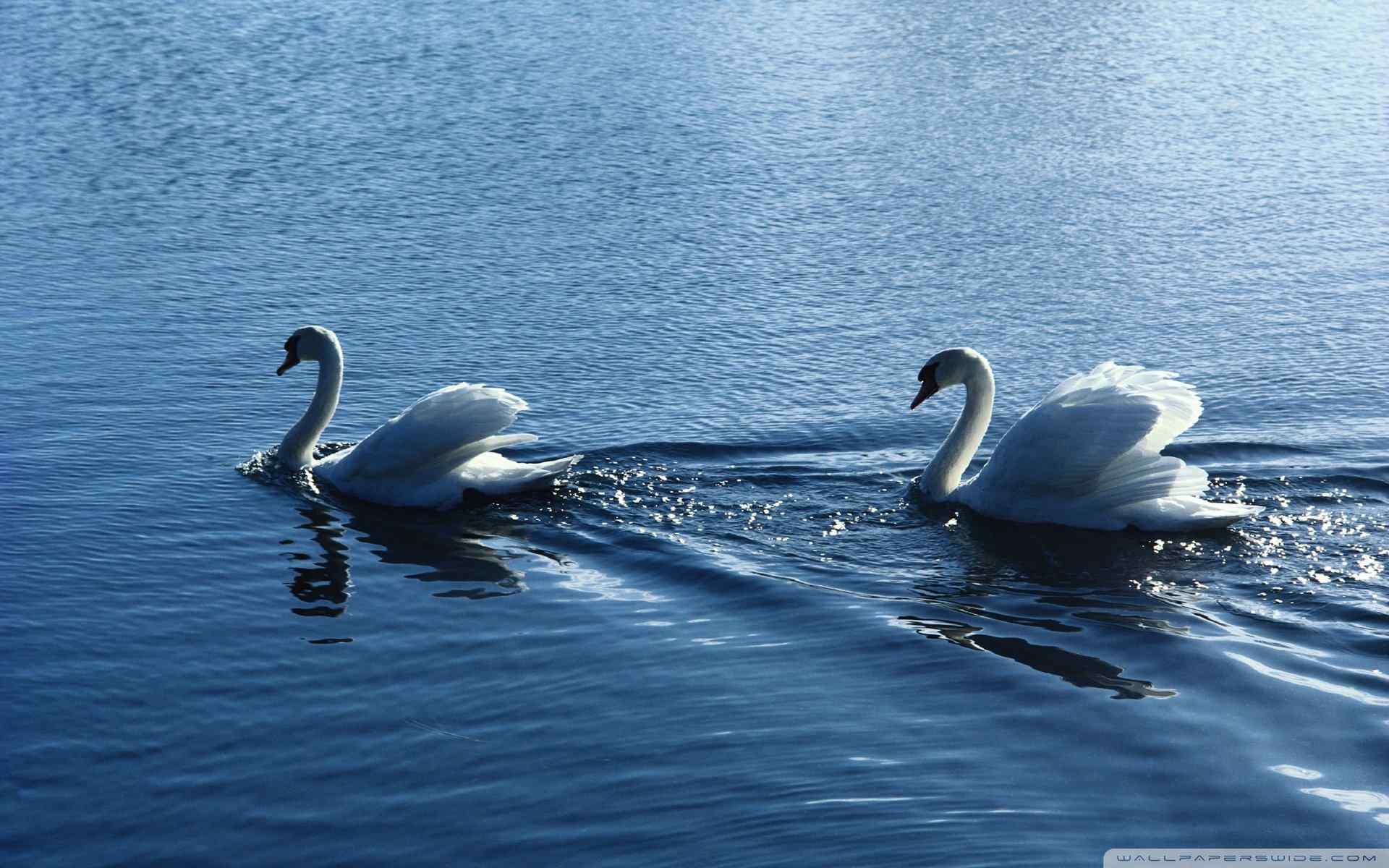 高清天鹅湖摄影壁纸