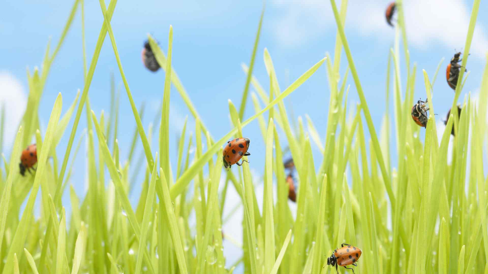 绿色养眼甲壳虫壁纸