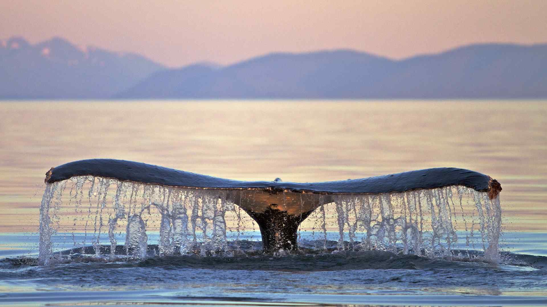 高清海洋生物电脑壁纸