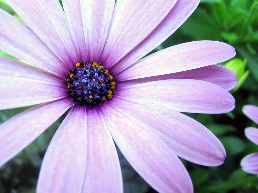 粉色花朵写真壁纸-Flowers Plants