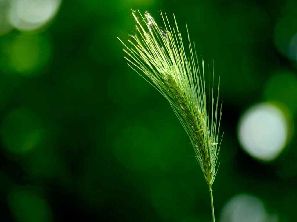 绿色小麦壁纸-Green wheat Widescreen Wallpaper