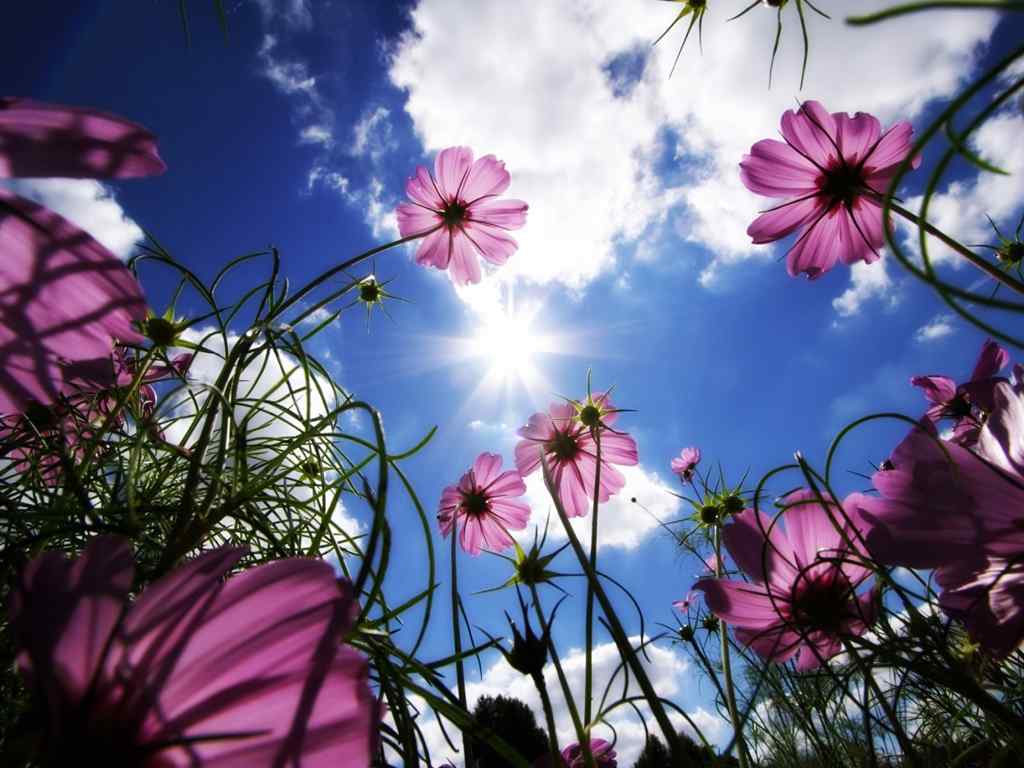 紫色太阳花壁纸-Sunny Flowers Widescreen Wallpaper