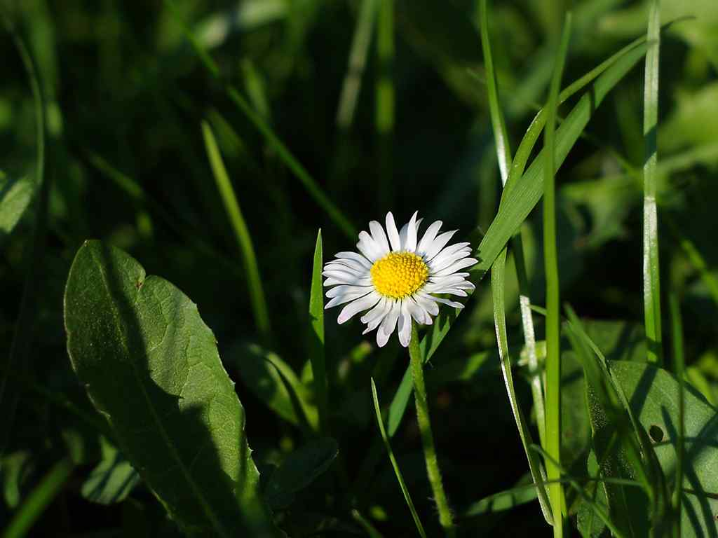 雏菊桌面壁纸-Daisy Wallpaper