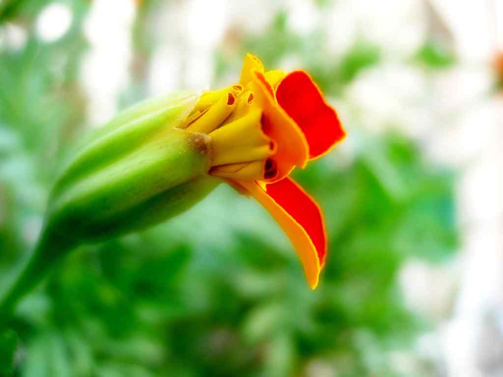 橘花摄影壁纸-Orange flower