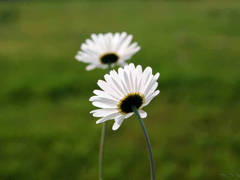 两朵小花桌面壁纸