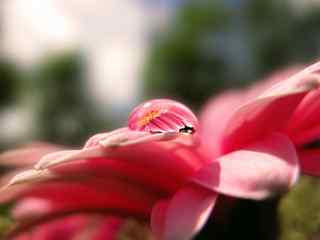 花卉写真桌面壁纸