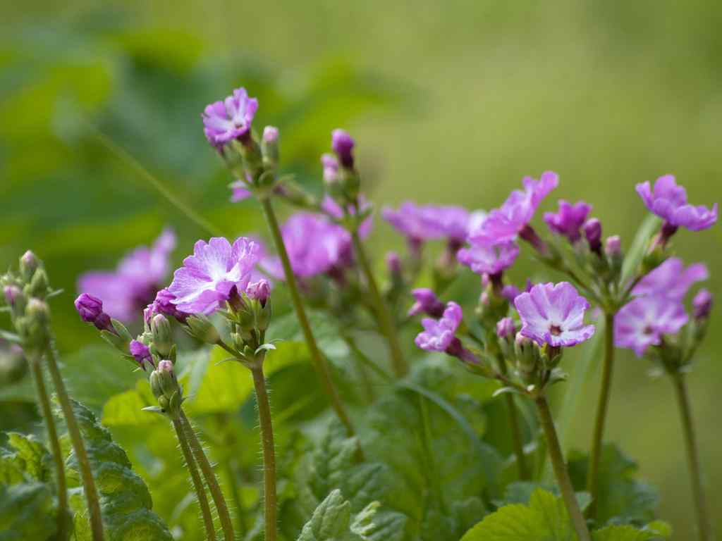 花卉植物桌面壁纸