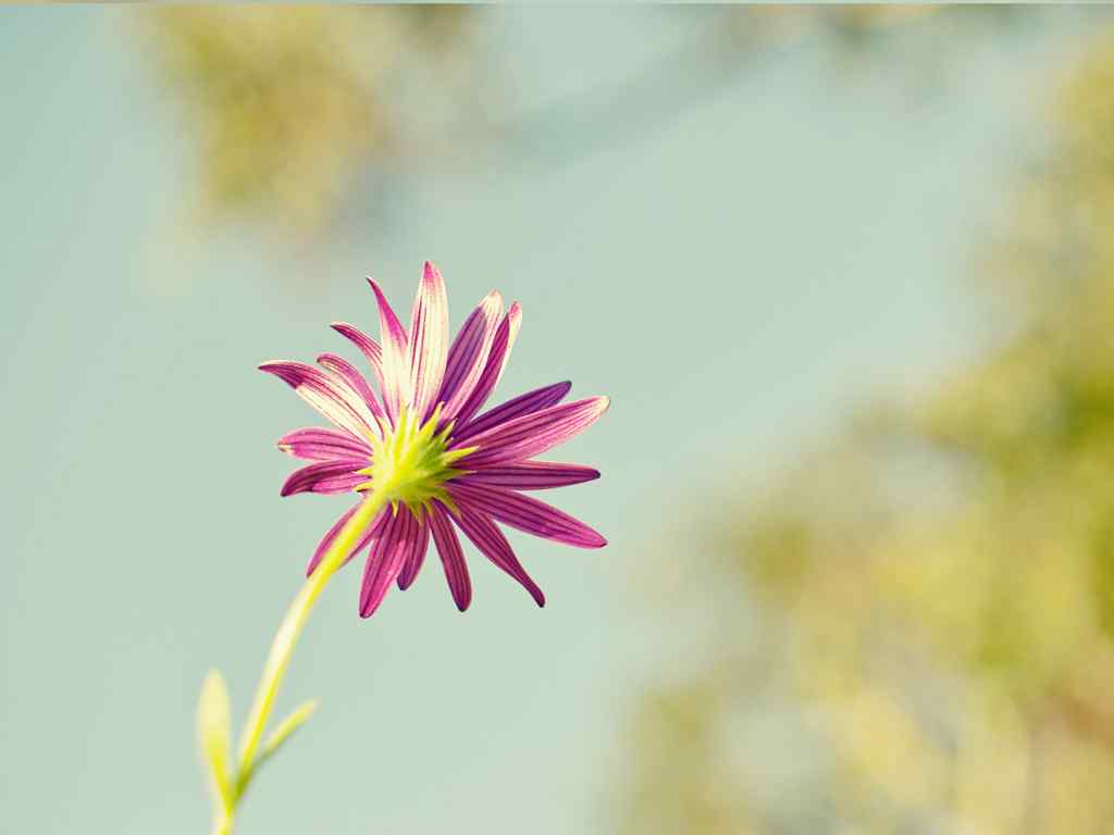 粉色花朵桌面壁纸