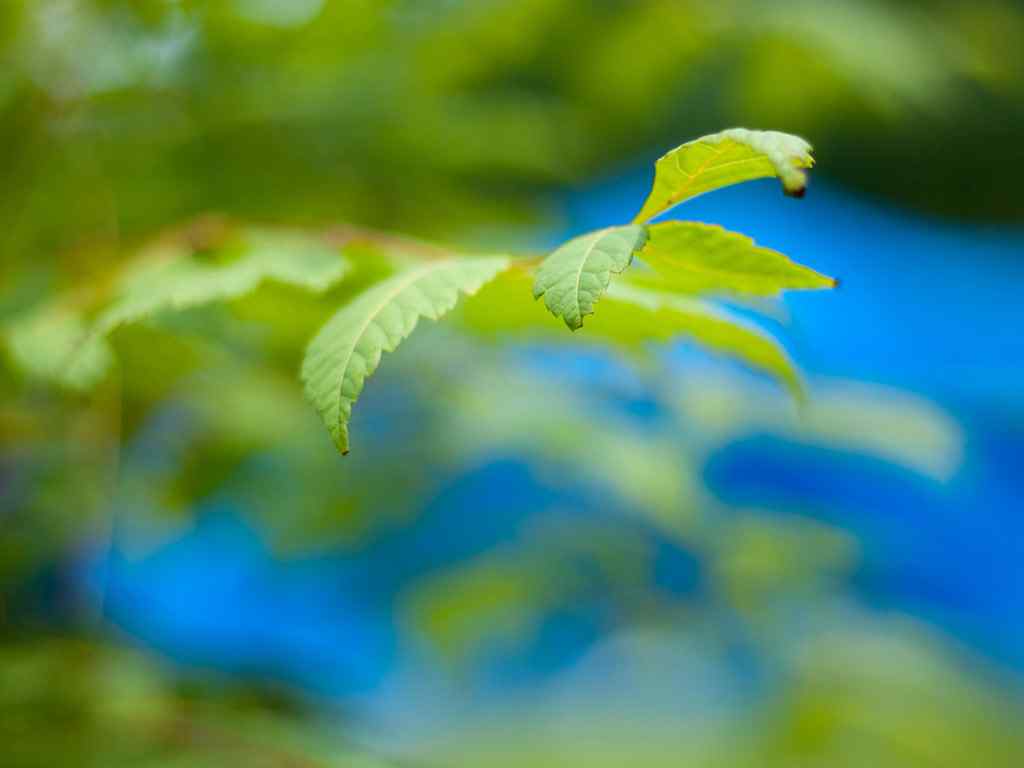 清新绿色植物壁纸