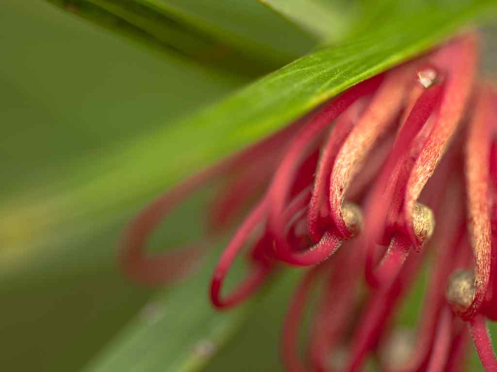 精选花卉特写壁纸