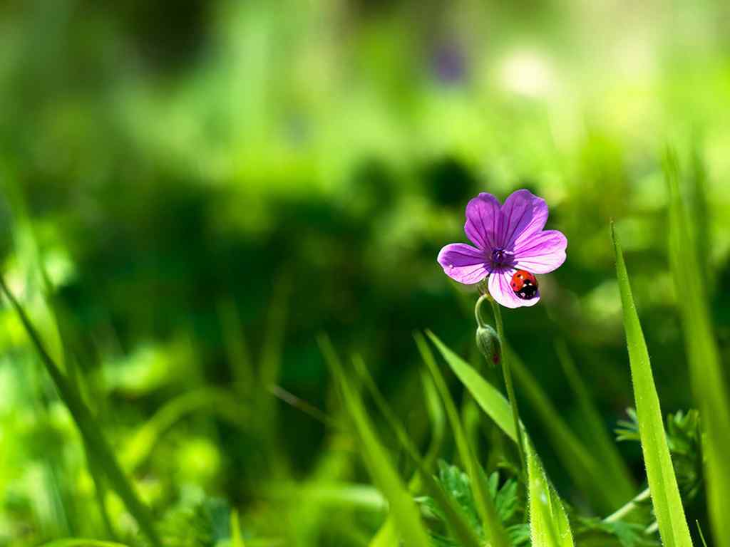 唯美花朵桌面壁纸