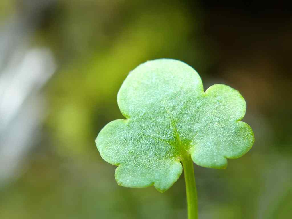 新芽嫩叶壁纸