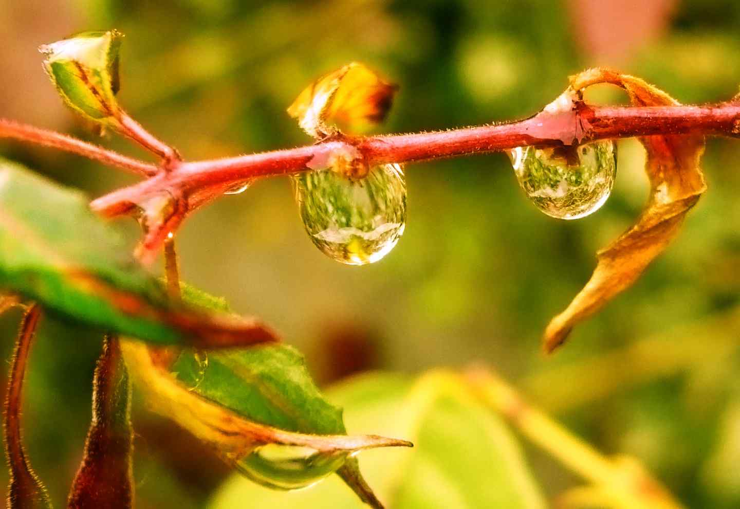 唯美植物壁纸