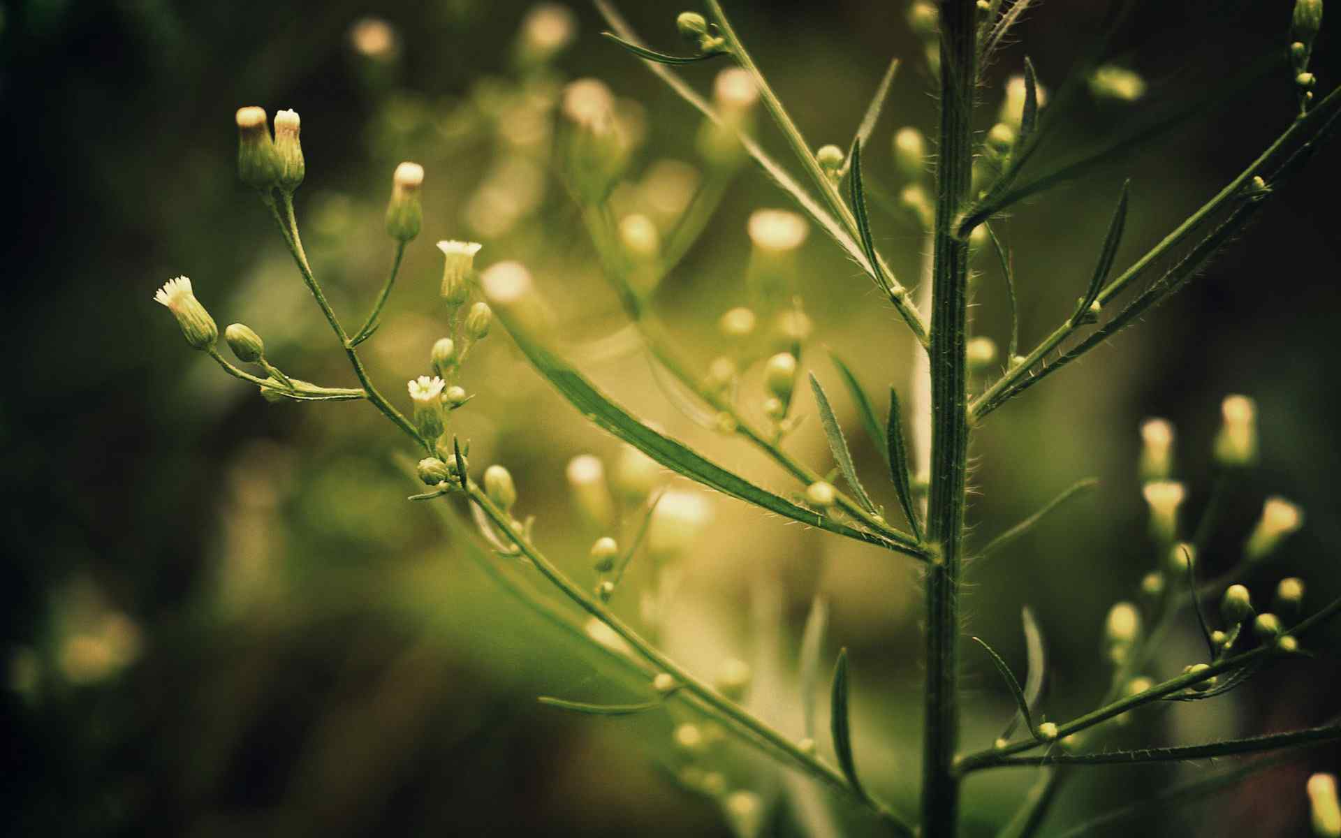 唯美绿色清新植物壁纸