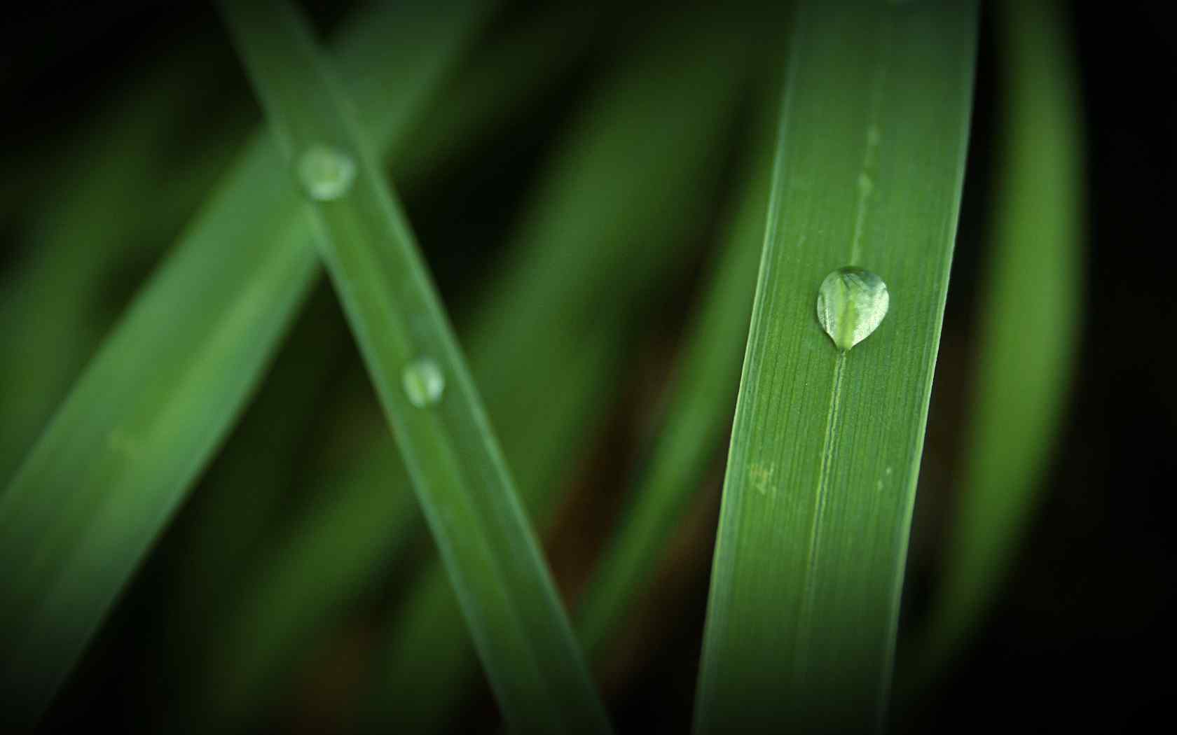 晶莹水珠特写壁纸