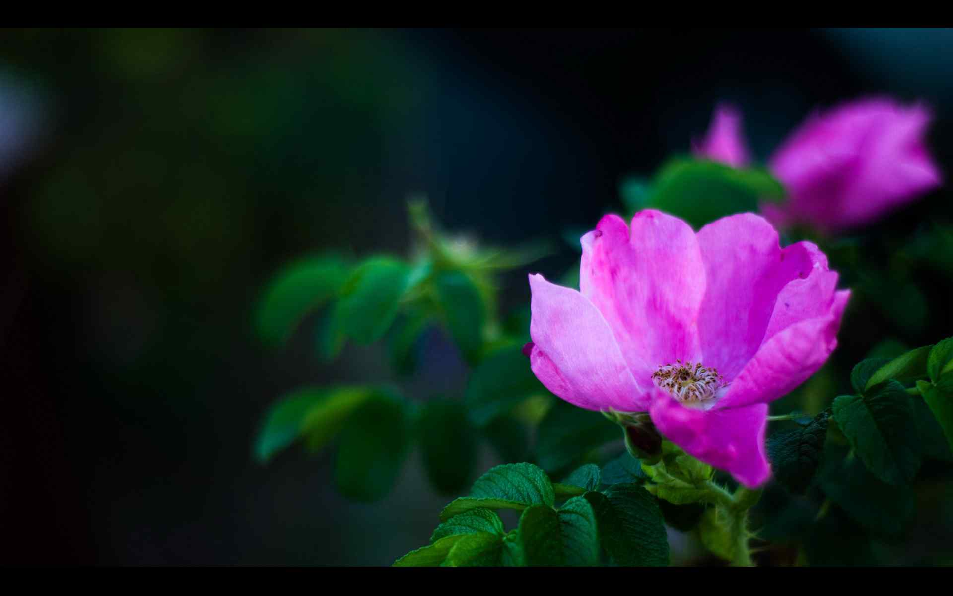 清新花卉壁纸