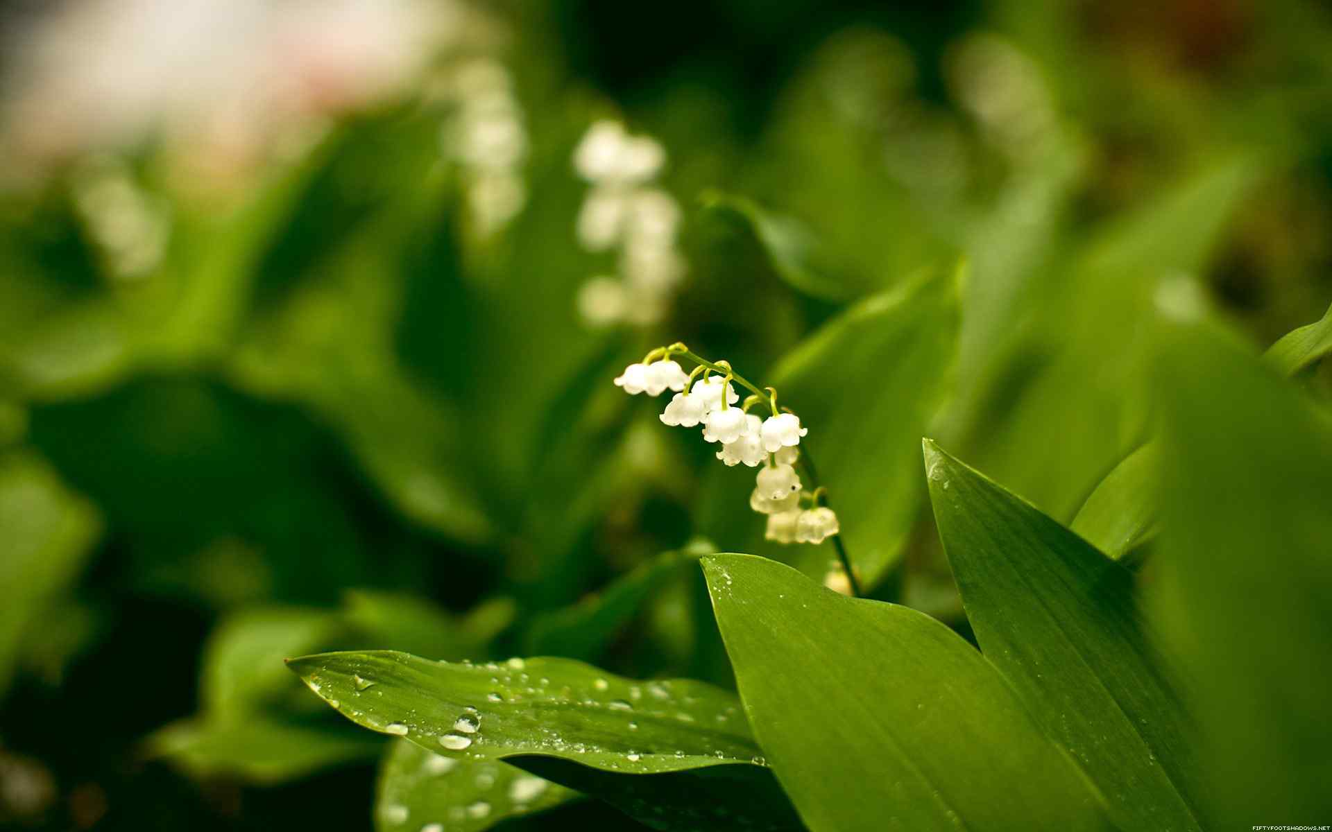 白色花卉摄影壁纸