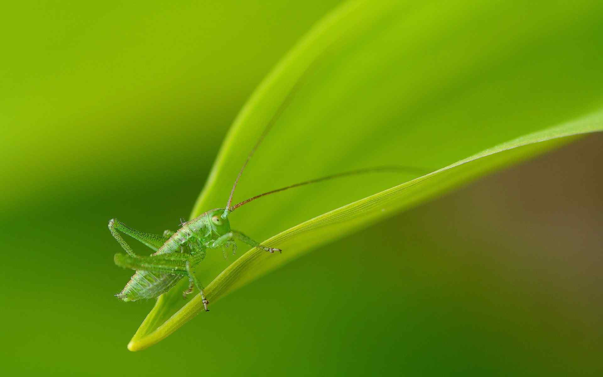 绿色清新植物壁纸