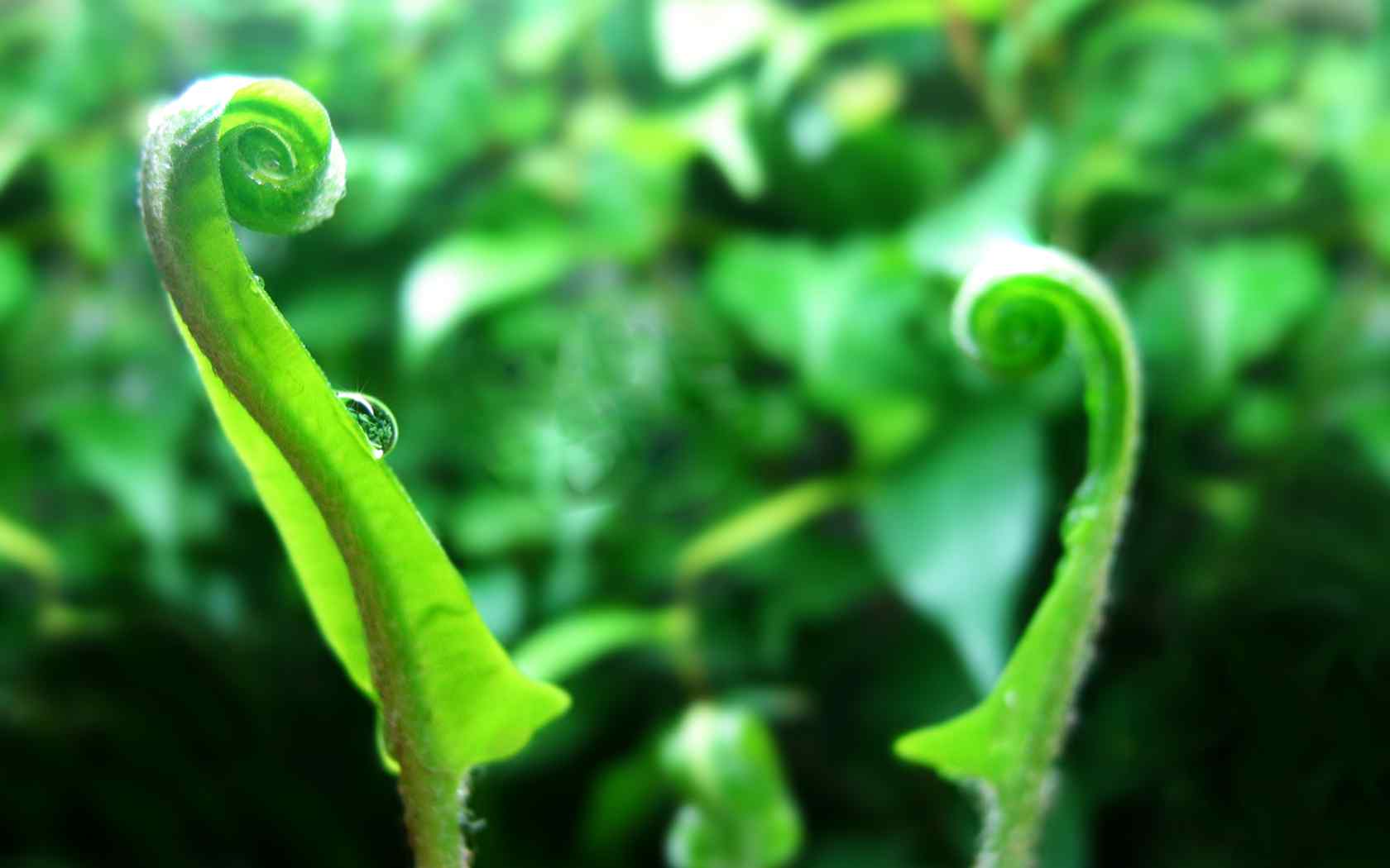 精美绿色植物壁纸