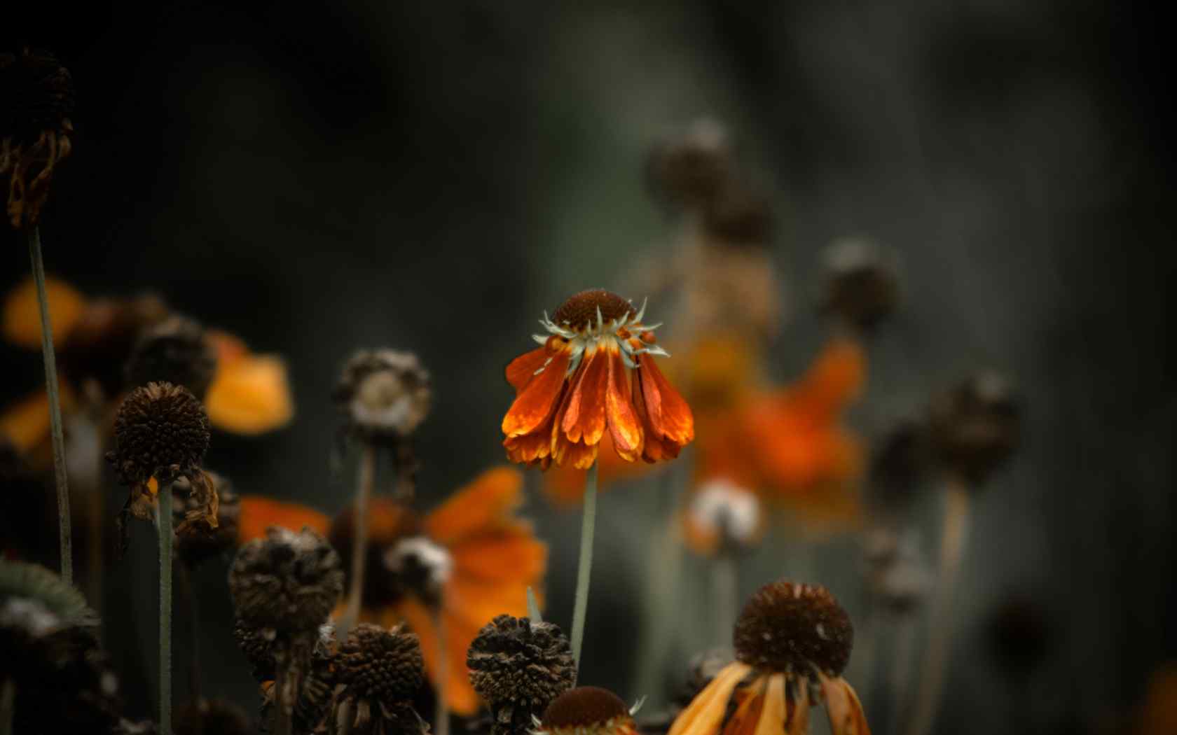 非洲菊壁纸