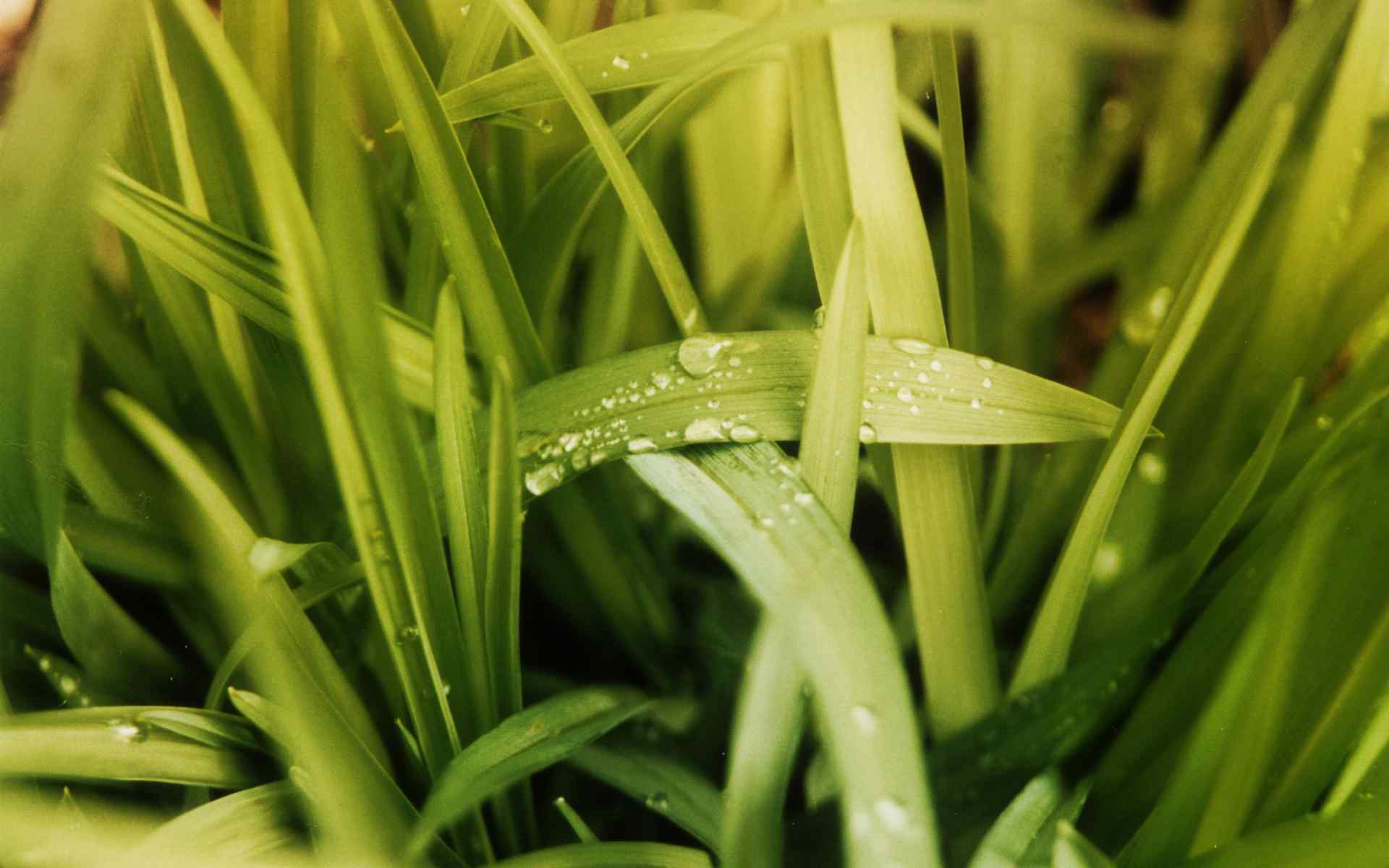 绿色清新植物壁纸