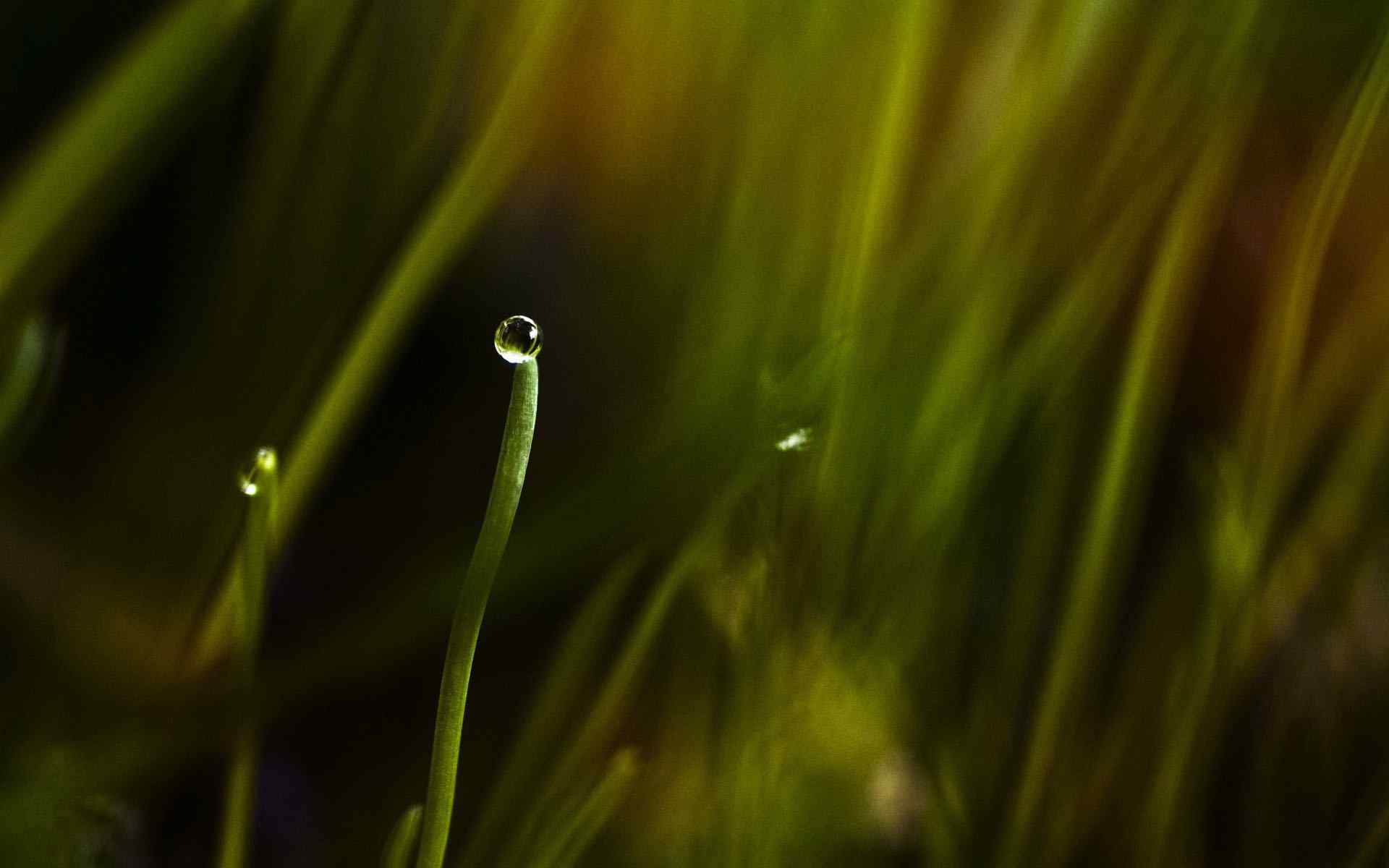 晶莹水珠壁纸