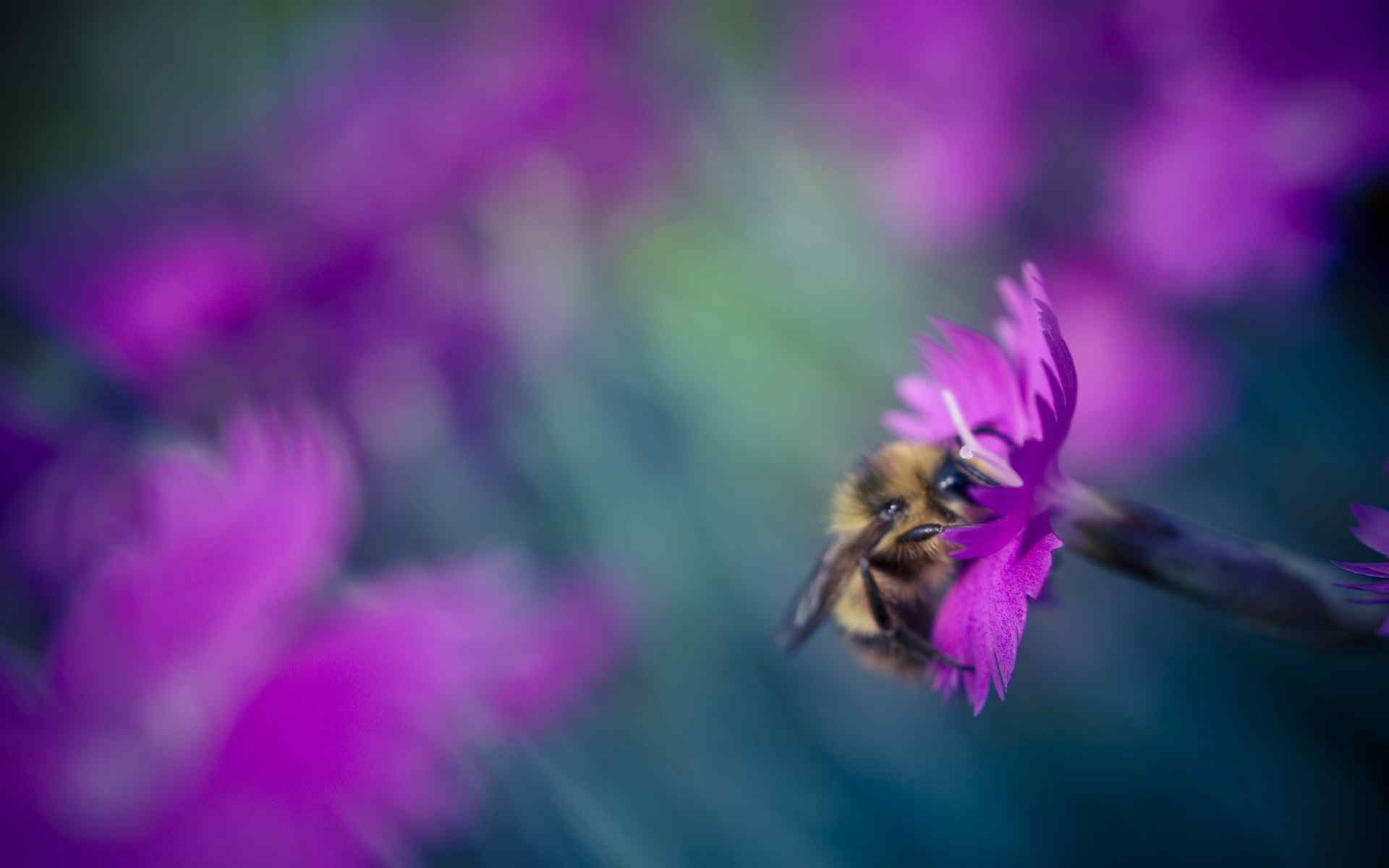 蝶恋花壁纸