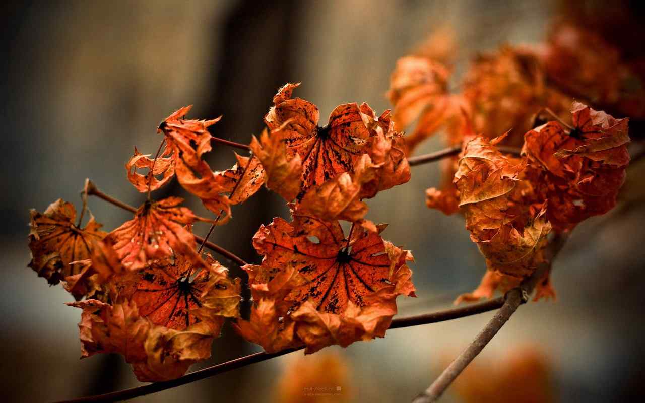 棉花花叶壁纸