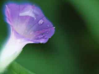 朦胧花朵壁纸