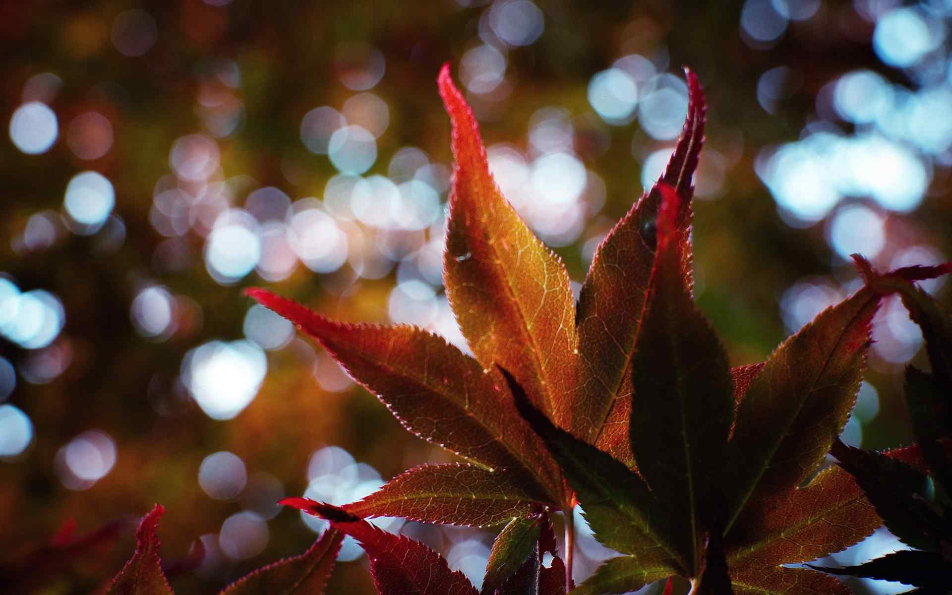 植物叶子特写壁纸