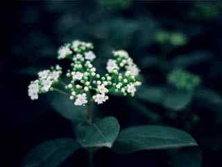 小白花特写壁纸